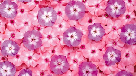 Pink Field(for Adelina) - hd, nature, pink, field, flowers