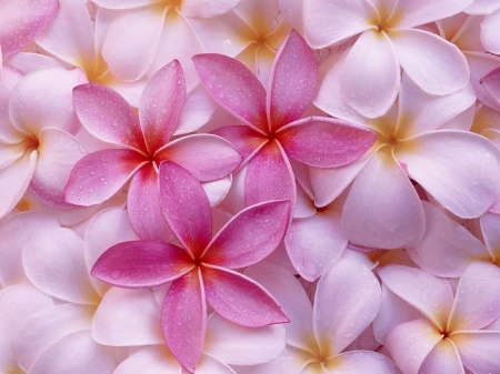 Plumeria(for Adelina) - Pink, HD, Nature, Flowers