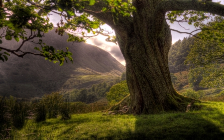 Tree - nature, leaf, tree, mountain