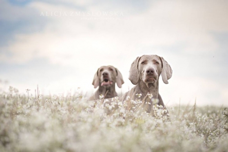 Weimar retrievers - animals, summer, field, pets, wallpaper, weimar retrievers, spring, nature, retriever, dogs, sweet, flowers, grass, cute