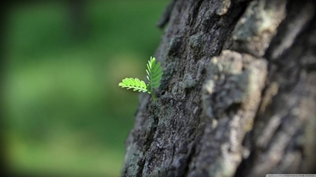 New life - nature, summer, spring, HD, forest, tree, softnes, wallpaper