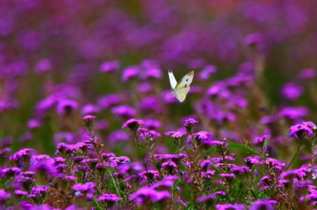 Leave the door ajar will come in without knocking, to caress your dreams to make you fly. - butterfly, outdoor nature, beautiful, field, purple flowers