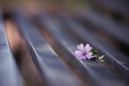 Love is the thought of you ... - purple color, love, flower, beautiful