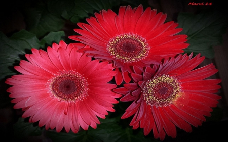 Red Triplets - flowers, nature, red, daisy, mirrored