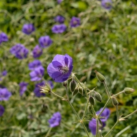 Field Of Purple