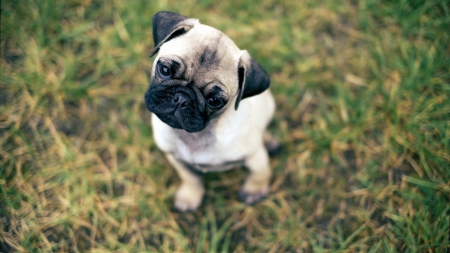 Dog - puppy, animal, pug, dog