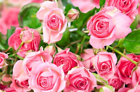 Roses - roses, pink roses, flower, pink, pink rose, flowers, nature, rose, pink flowers, pink flower