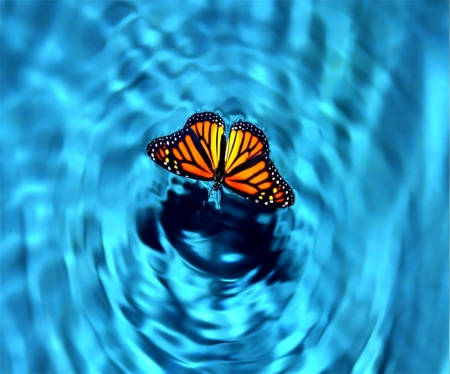 Floating Royalty - abstract, float, colorful, water, blue, bright, butterfly, orange