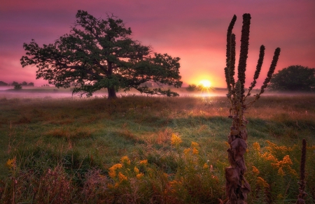 Mystic Sunrise - wildflowers, prairie, trees, morning fog, pink sky, beautiful, grass