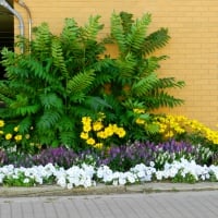 Flowers Brampton Ontario Canada summer 2013