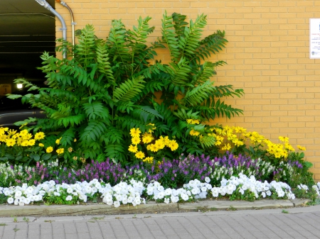 Flowers Brampton Ontario Canada summer 2013 - 2013, Brampton, summer, Canada, Ontario