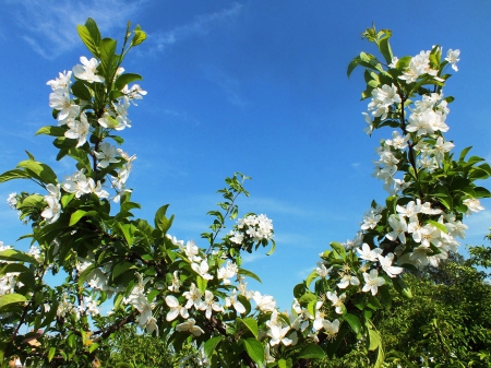 Spring victory. - nature, fields, flowers, other