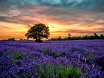 Flower Field