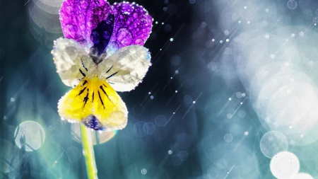 FLower - nature, stem, flower, froze