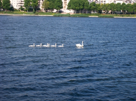 cygnes - nature, lake, france, animals, birds