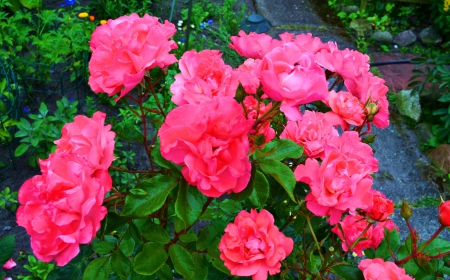 Pink Roses - blossoms, leaves, summer, color, garden