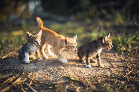 Cats - paws, face, pretty, cute, animals, beautiful, cat, sleeping, kitty, cats, kitten, hat, lovely, cat face