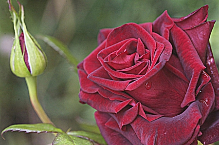 Rose - roses, red flowers, rose, nature, red, flowers, red flower, flower, red rose, red roses