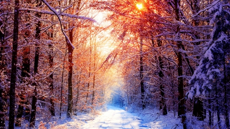 sunshine on snow - forests, winter, sunset, nature, snow, sunshine, colors