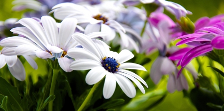 Spring - flower, pink, cute, beautiful, flowers, photo, spring, lovely, nature, green