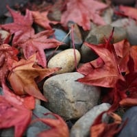 ~ Red Autumn Leaves ~