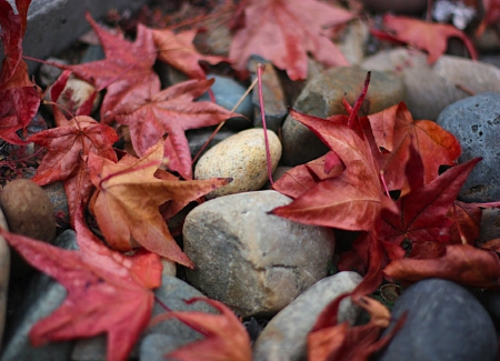 ~ Red Autumn Leaves ~ - Stones, Autumn, red, leaves