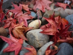 ~ Red Autumn Leaves ~