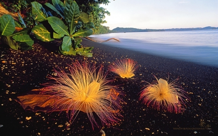 Flowers on the Beach - flowers, abstract, trees, fantasy, nature, beach