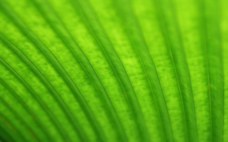 Green - leaf, texture, abstract, green