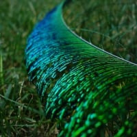 Peacock feather