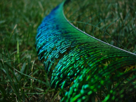 Peacock feather - peacock, blue, green, feather, texture, grass