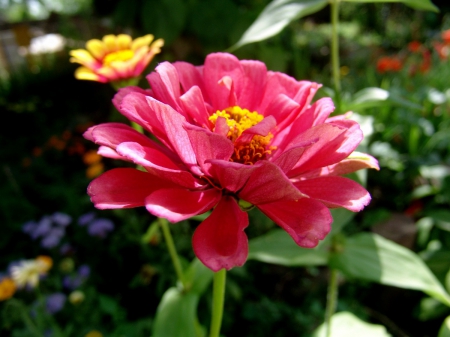 Zinnia Bloom - Bloom, Zinnia, flower, Petals