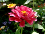 Zinnia Bloom