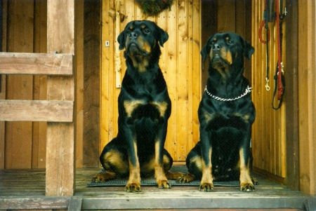  ⋟  On Patrol  ⋞ - Guarding, Dogs, hound, Patrol