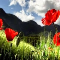 Poppy Field