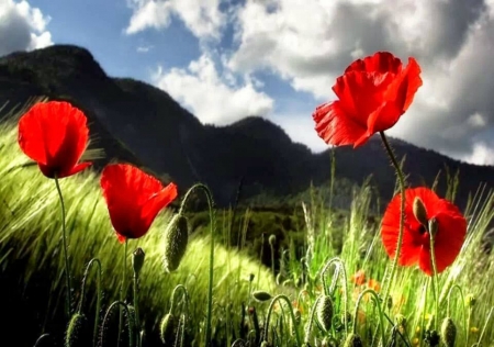 Poppy Field - Field, Red, Flower, Poppy