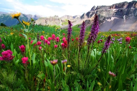 Mountain wildflowers - sky, freshness, carpet, mountain, greenery, summer, peaks, rocks, nature, view, beautiful, flowers, grass, wildflowers, cliffs