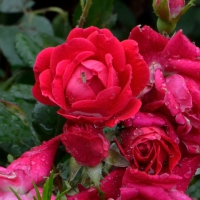 Rainy Red Rose