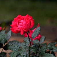 A Rose In The Rain