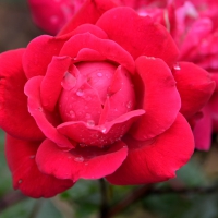 Rainy Day Rose