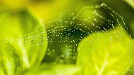 Summer Spider Web - raindrops, summer, lime, spring, morning, leaves, dew drops, dew, peridot, rain, spider web