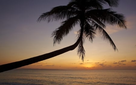 Sunset - tree, palm, nature, sunset