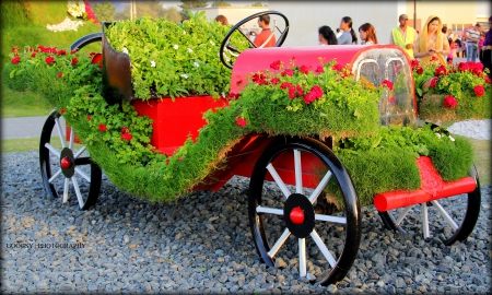 Miracle Garden, Dubai - car, park, oldtimer, flowers, stones, plants