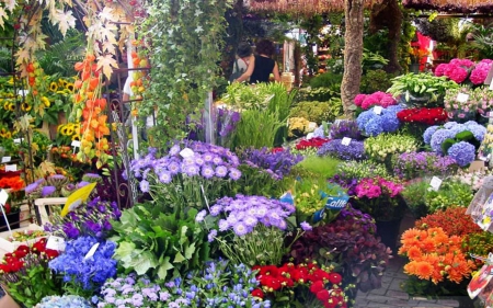 Flower Garden - blossoms, trees, park, colors