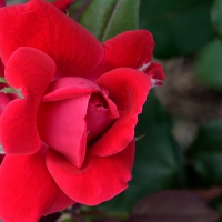 Budding Rose Buds