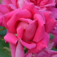 Pink Rose Blossom