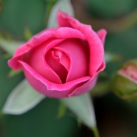 Budding Pink Rose