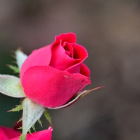 Red Rose Buds