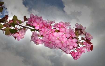 * Flowering twig * - flowers, twig, flower, nature