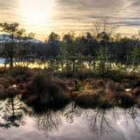 wonderful swamp landscape hdr